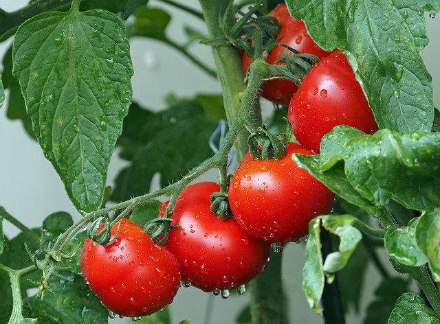 Realizacja przechowywania pomidorów w przechowalni